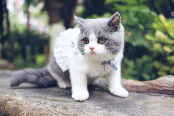 英短藍貓市場價格多少錢一只 英短藍貓怎么看純不純