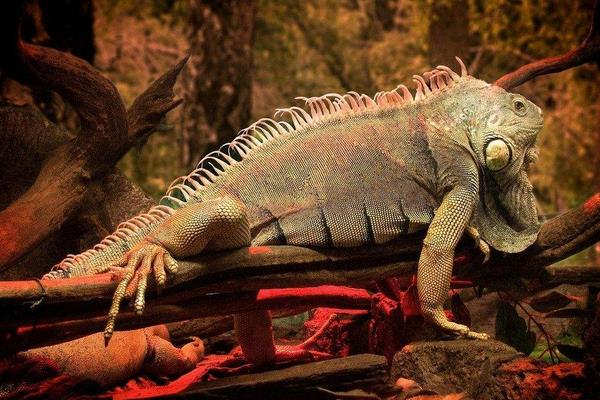 變色龍為什么會變色 變色龍能變幾種顏色