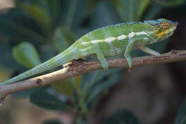 變色龍有毒嗎 變色龍咬人嗎