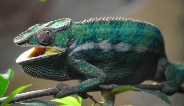 變色龍怎么養 變色龍好養嗎