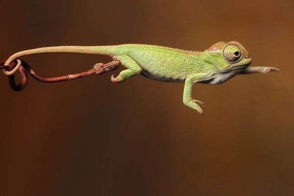 變色龍怎么養 變色龍好養嗎