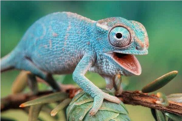 變色龍怎么養 變色龍好養嗎