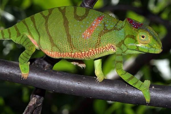 變色龍怎么養 變色龍好養嗎