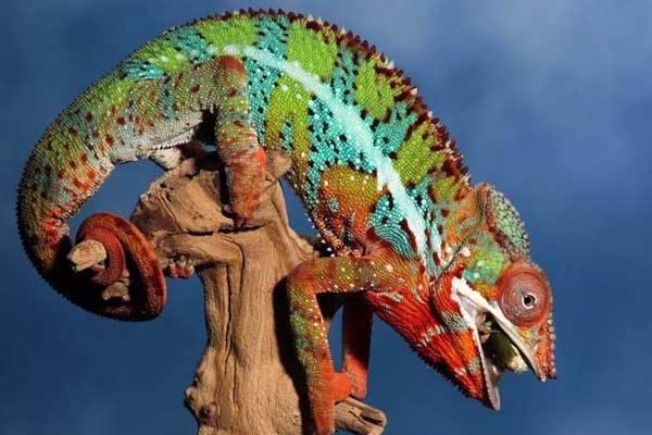 變色龍怎么養 變色龍好養嗎