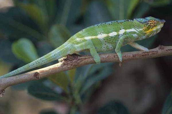 變色龍怎么養 變色龍好養嗎