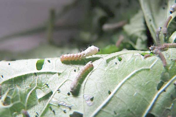 蠶寶寶的生長過程 怎么養蠶寶寶