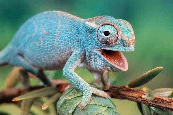 變色龍是保護動物嗎 養變色龍犯法嗎