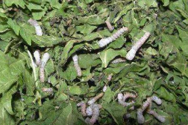 蠶寶寶的生長過程 怎么養蠶寶寶