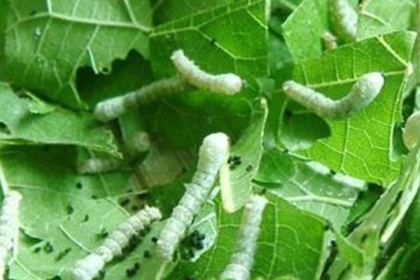 蠶寶寶的生長過程 怎么養蠶寶寶