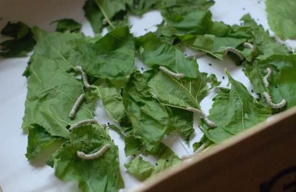 蠶寶寶的生長過程 怎么養蠶寶寶