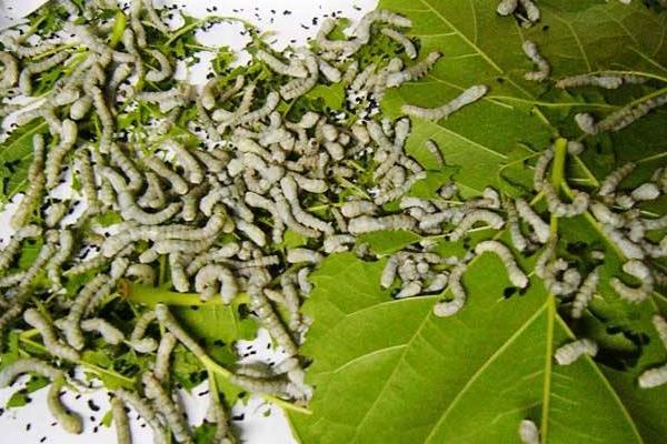 蠶寶寶的生長過程 怎么養蠶寶寶