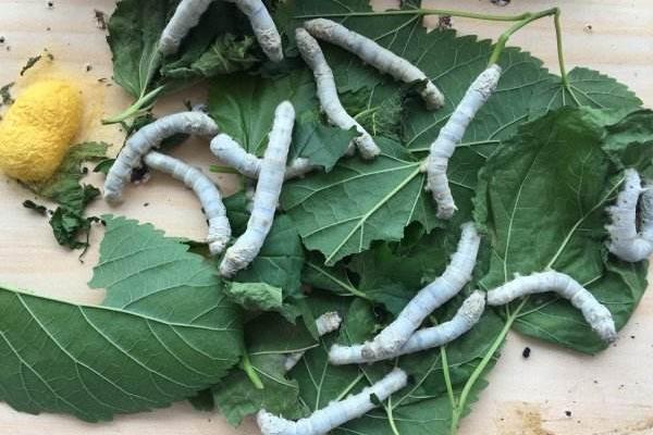 蠶寶寶的生長過程 怎么養蠶寶寶