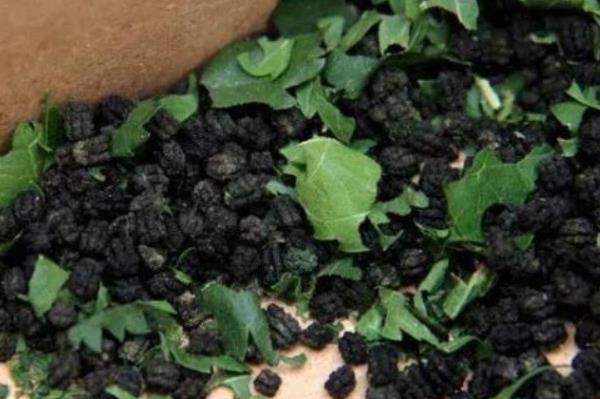 蠶沙是什么 蠶沙的功效與作用及禁忌