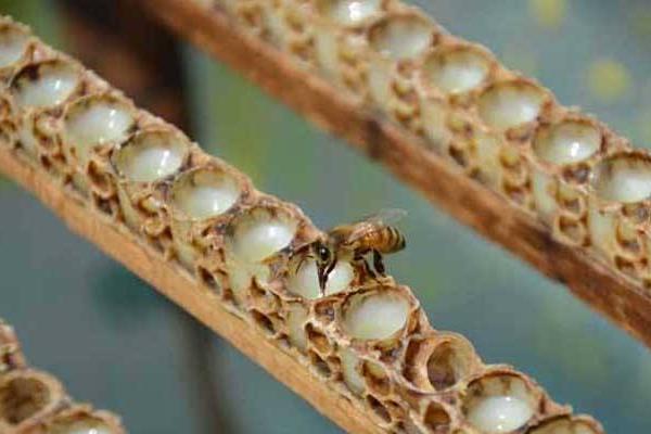 蜂王漿是什么 蜂王漿是怎么形成的