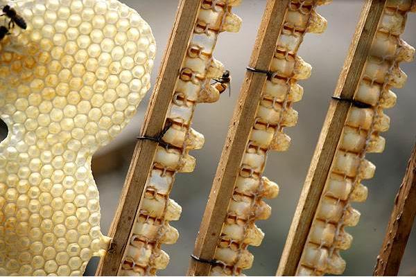 蜂王漿是什么 蜂王漿是怎么形成的