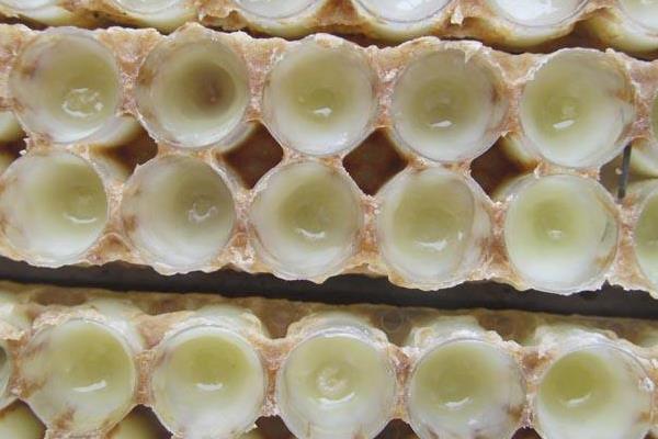 蜂王漿是什么 蜂王漿是怎么形成的