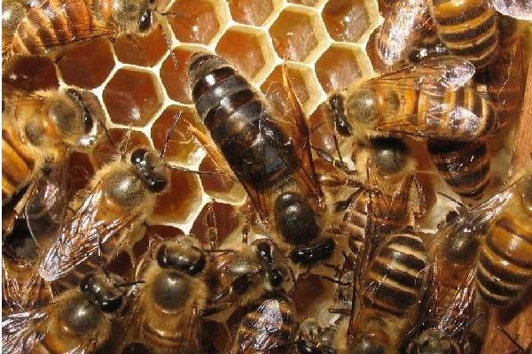 蜂王是怎么產生的 蜂王臺一般在什么位置