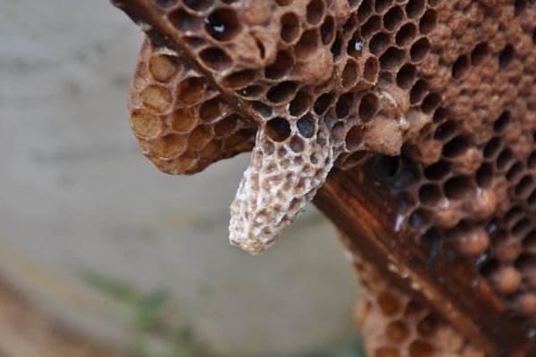 蜂王是怎么產生的 蜂王臺一般在什么位置