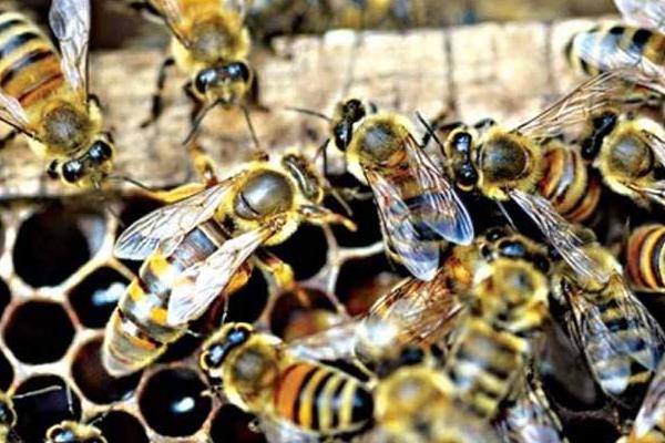 蜂王是怎么產生的 蜂王臺一般在什么位置