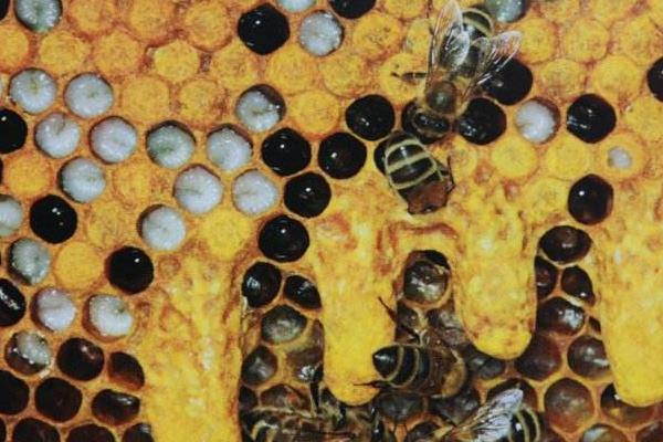 蜂王是怎么產生的 蜂王臺一般在什么位置