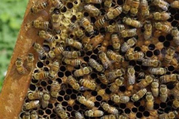 蜂王是怎么產生的 蜂王臺一般在什么位置