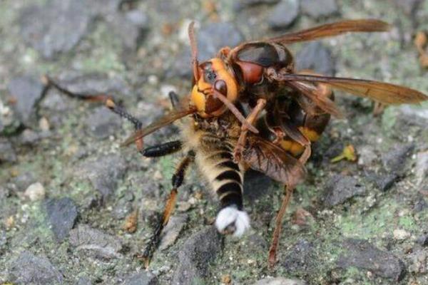 蜂王是怎么產生的 蜂王臺一般在什么位置