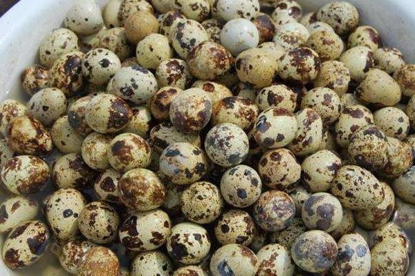 鵪鶉蛋怎樣好剝殼 鵪鶉蛋剝殼技巧