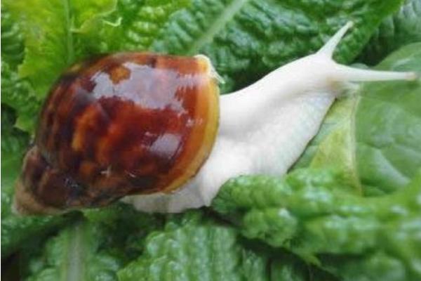 白玉蝸牛怎么吃 白玉蝸牛對人有害嗎