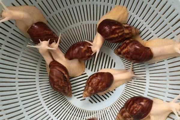 白玉蝸牛怎么吃 白玉蝸牛對人有害嗎