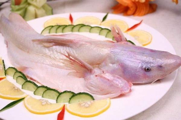 長江鮰魚市場價格多少錢一斤 鮰魚產地在哪里