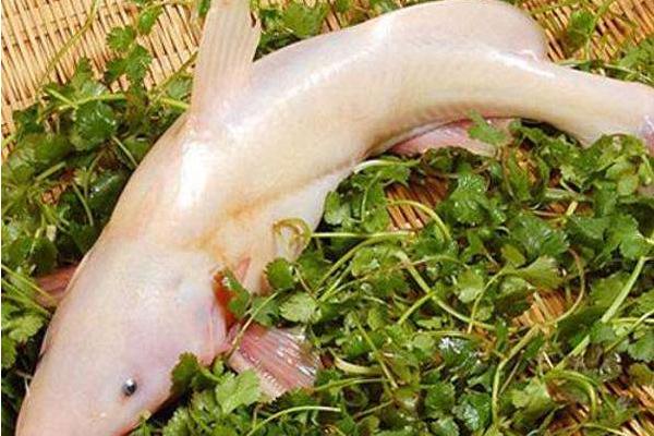 長江鮰魚市場價格多少錢一斤 鮰魚產地在哪里