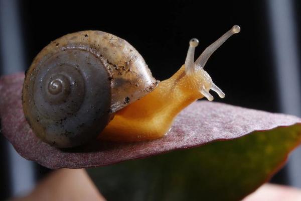 什么樣的蝸牛有毒 蝸牛是怎么爬行的