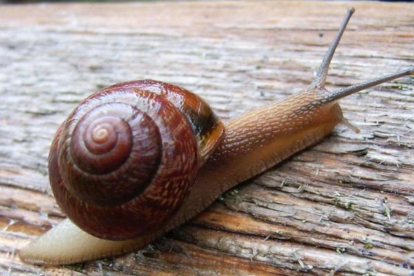 什么樣的蝸牛有毒 蝸牛是怎么爬行的