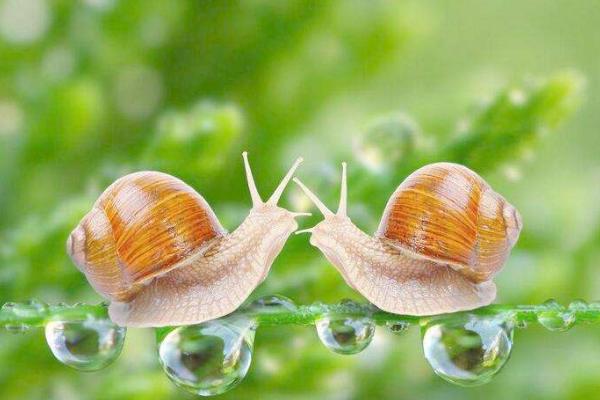 什么樣的蝸牛有毒 蝸牛是怎么爬行的