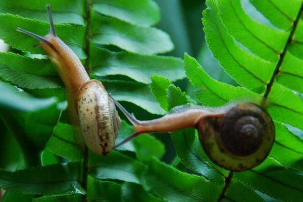 家里出現蝸牛預示什么 蝸牛是不是害蟲