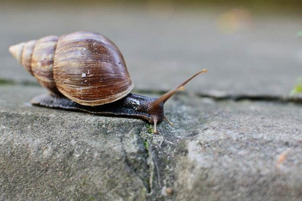 家里出現蝸牛預示什么 蝸牛是不是害蟲