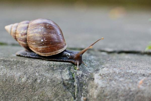 蝸牛的壽命一般有多長 為什么雨后蝸牛會出來