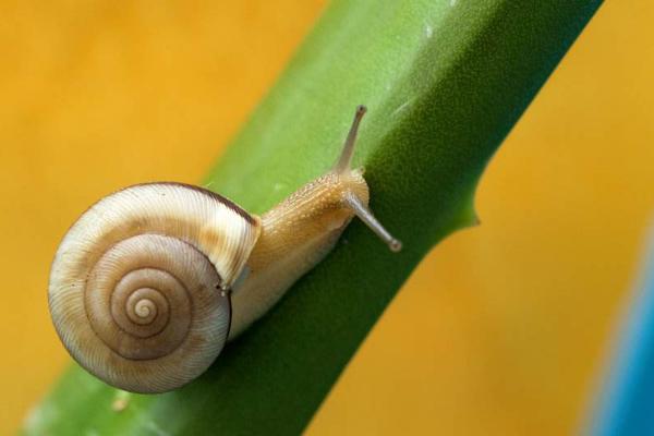 蝸牛的壽命一般有多長 為什么雨后蝸牛會出來