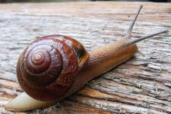 蝸牛的壽命一般有多長 為什么雨后蝸牛會出來