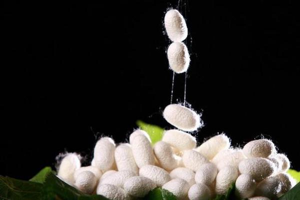 蠶繭怎么處理成蠶絲 蠶繭怎么抽絲