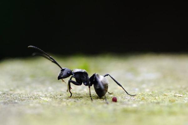 黑螞蟻市場價格多少錢一斤 什么人不適合吃黑螞蟻