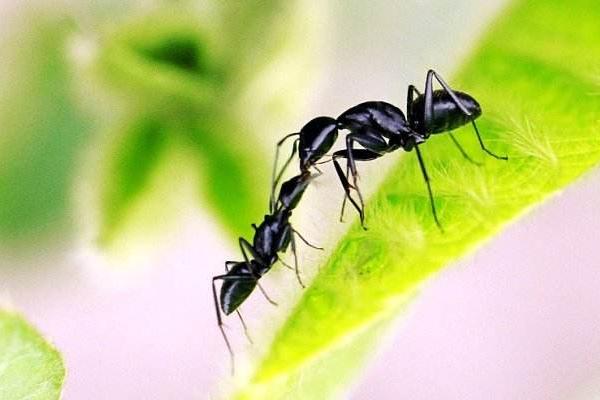 黑螞蟻市場價格多少錢一斤 什么人不適合吃黑螞蟻