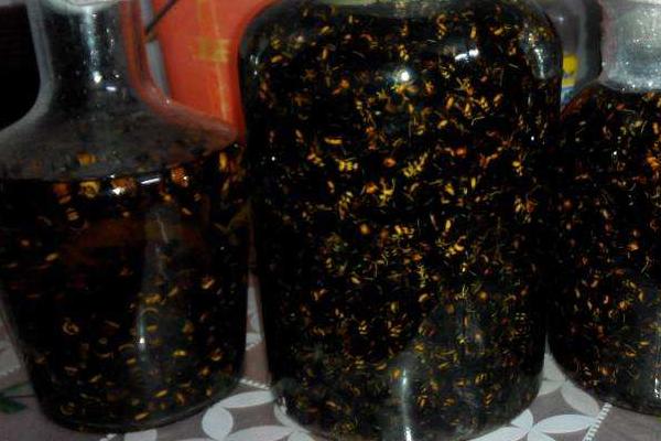 黑螞蟻市場價格多少錢一斤 什么人不適合吃黑螞蟻