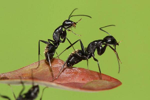 黑螞蟻的功效與作用及禁忌 黑螞蟻的藥用價值