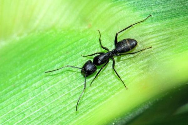 螞蟻的種類及分工 螞蟻是怎么傳遞信息的