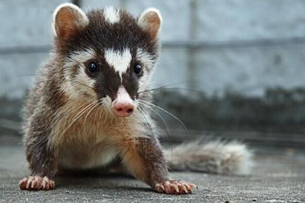 怎樣捕捉果子貍 果子貍是保護動物嗎