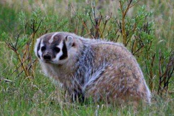 果子貍可以吃嗎 果子貍好吃嗎 果子貍有毒嗎