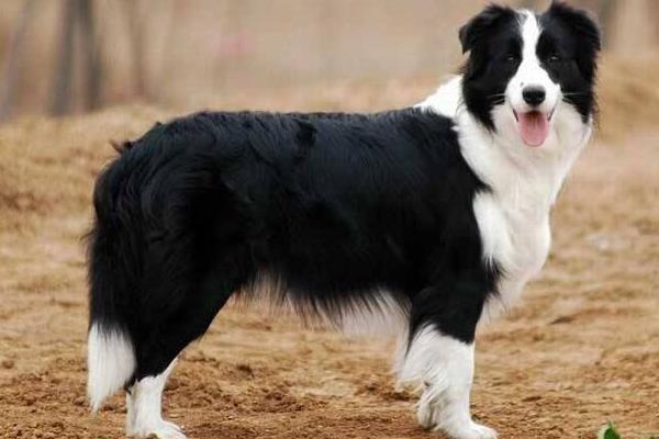 邊境牧羊犬吃什么食物 邊牧幼犬喂養注意事項