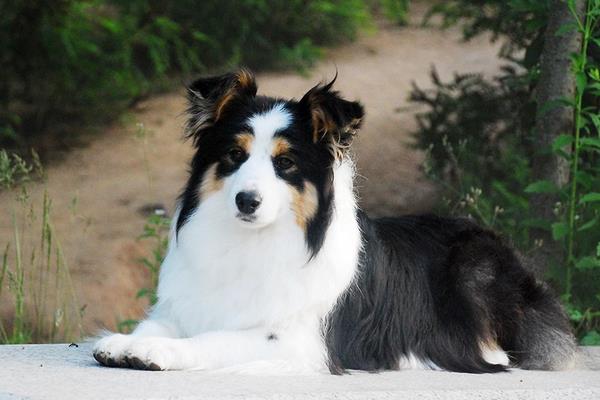 邊境牧羊犬好養嗎 邊境牧羊犬怎樣訓練