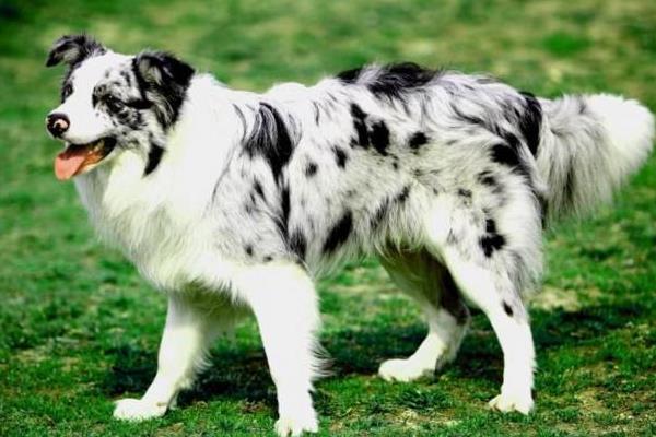 邊境牧羊犬有多聰明 邊牧一生認幾個主人